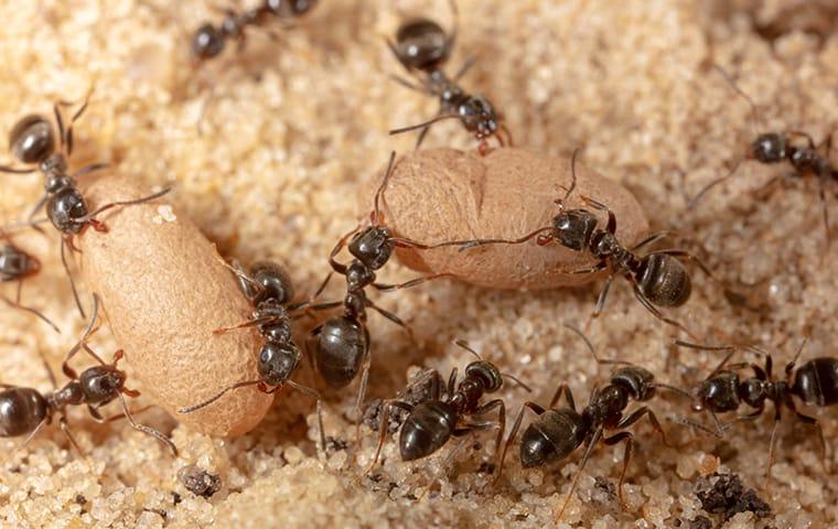 ants crawling outside of a home in batesburg leesville south carolina