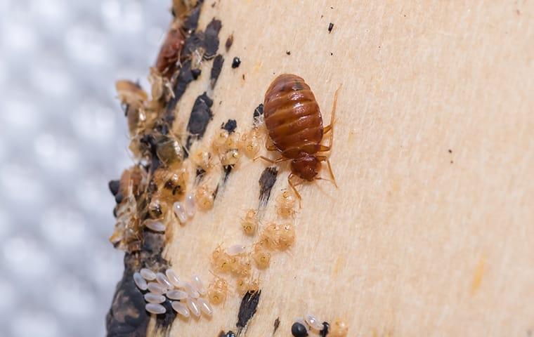 a bed bug and nymphs crawling on a bed inside of a home in belvedere south carolina