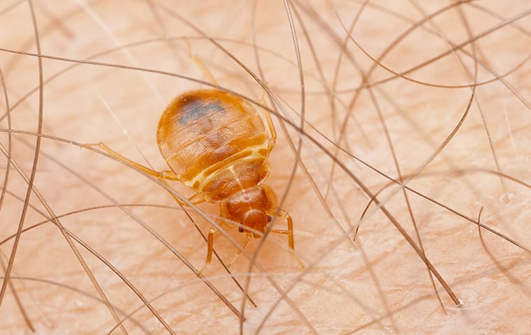 a bed bug crawling on a person inside of a home in oak grove south carolina