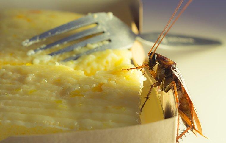 an american cockroach crawling on food in a kitchen