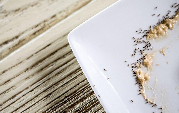 an ant infestation on a plate in a kitchen