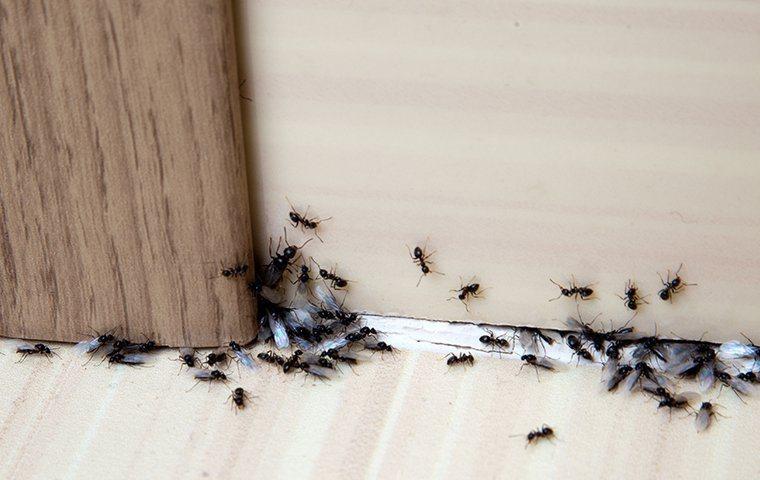 ants crawling on wall