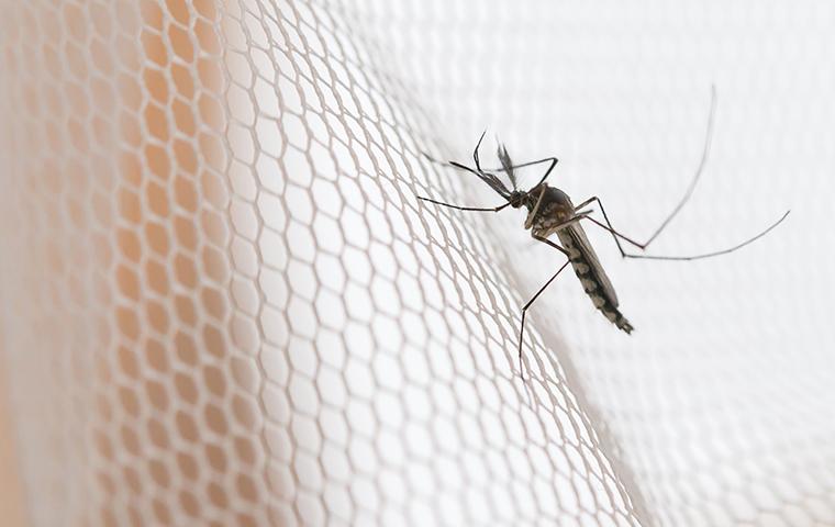 a mosquito on fabric