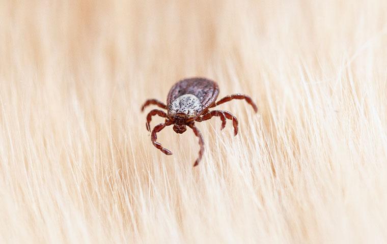 tick on blonde pet hair