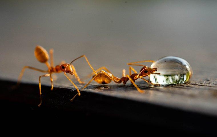 two fire ants on a surface