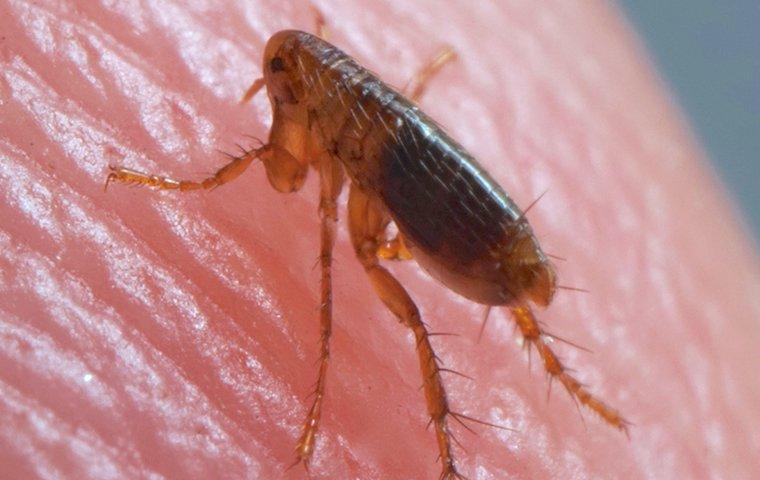 a flea jumping on human skin