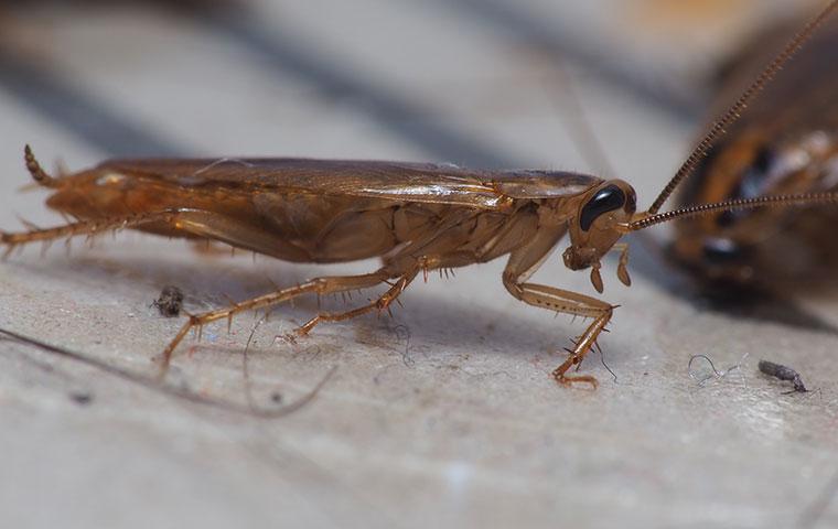 up close image of a german cockroach crawling on the floor