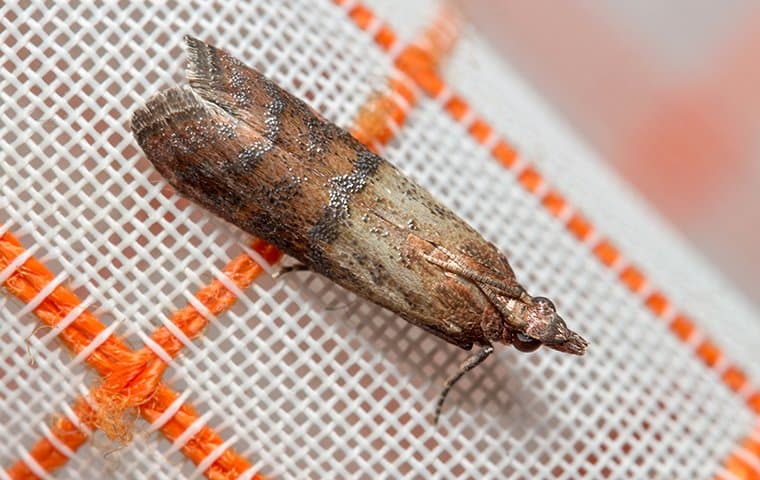 indian meal moth on a cloth