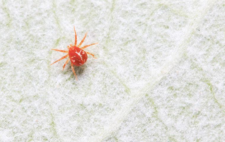 little spider mite on a leaf