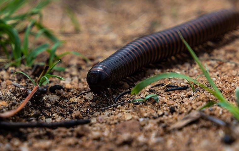 millipede crawling on path