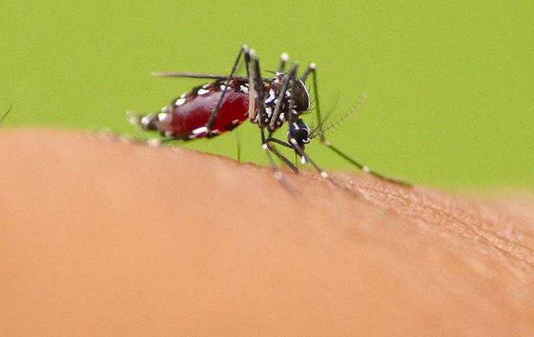 a  mosquito biting human skin
