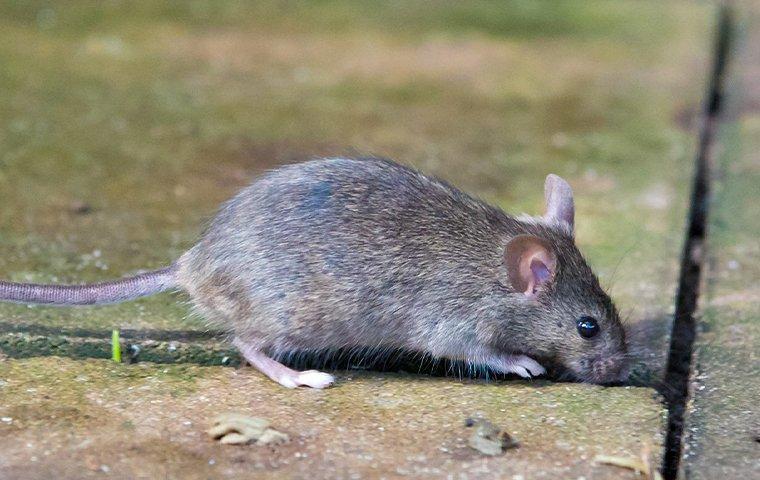 a mouse crawling on a patio