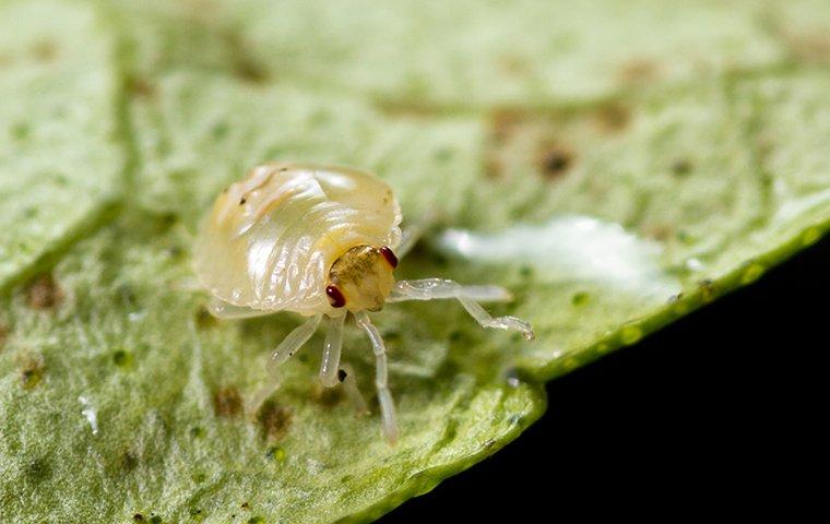 a spider mite on a leaf
