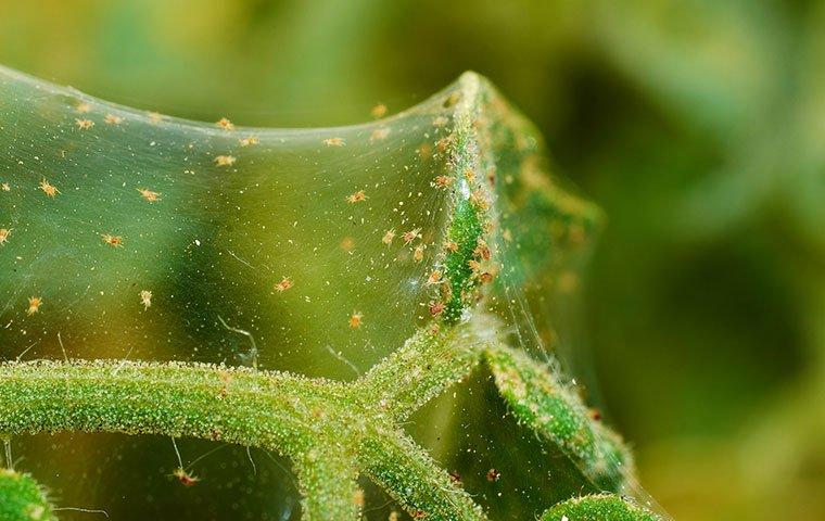 spider mites all over a plant