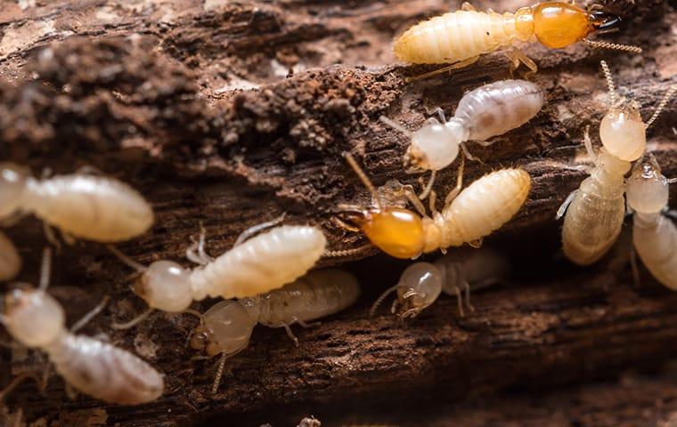 termites destroying a wooden structure on a north augusta georgia property