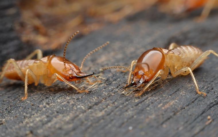 termites destroying a wooden structure on a north augusta georgia property