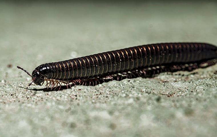 a millipede crawling on the ground outside of a home in columbia south carolina