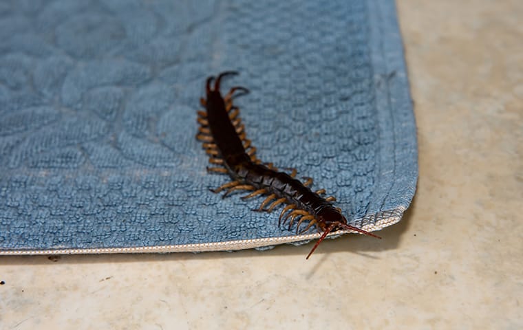 a centipede crawling across the floor inside of a home in pelion south carolina