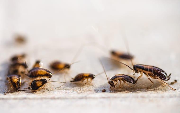 an infestation of cockroaches inside of a home in eastover south carolina