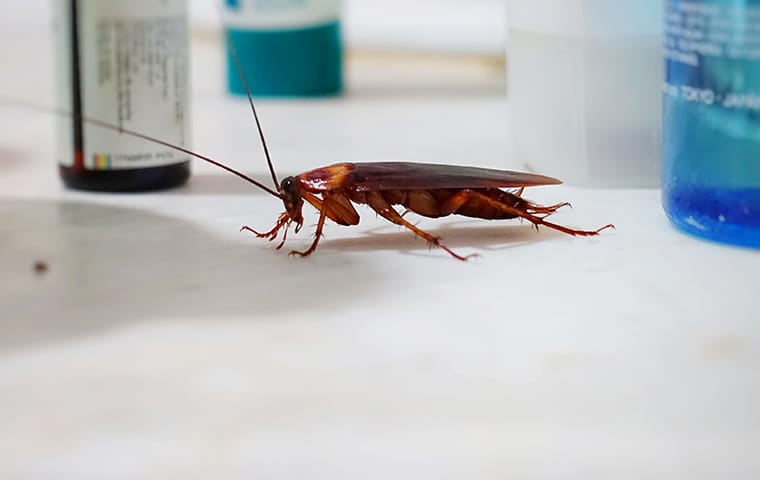 a cockroach crawling on a surface inside of a home in red bank south carolina