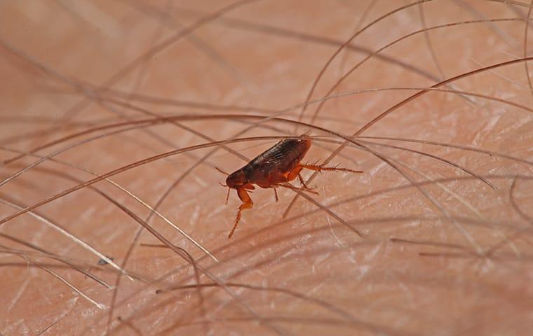 a flea crawling on a persons arm in columbia south carolina