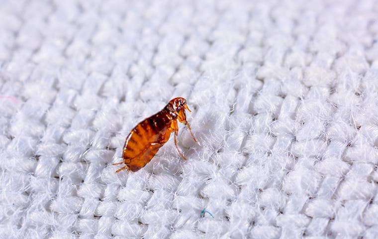 a flea crawling inside of a home in edmund south carolina