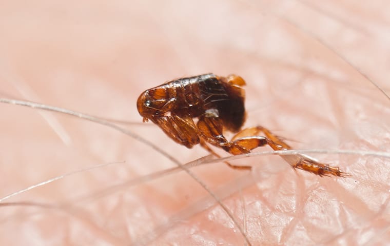 a flea crawling on a person inside of a home in south congaree south carolina