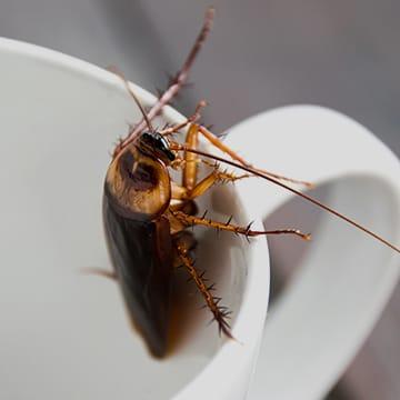 a cockroach crawling out of a cup inside of a home in lexington south carolina