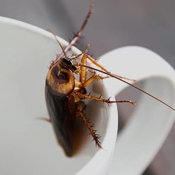 Discover Georgia & South Carolina's Most Common Pests a cockroach crawling out of a cup inside of a home in lexington south carolina
