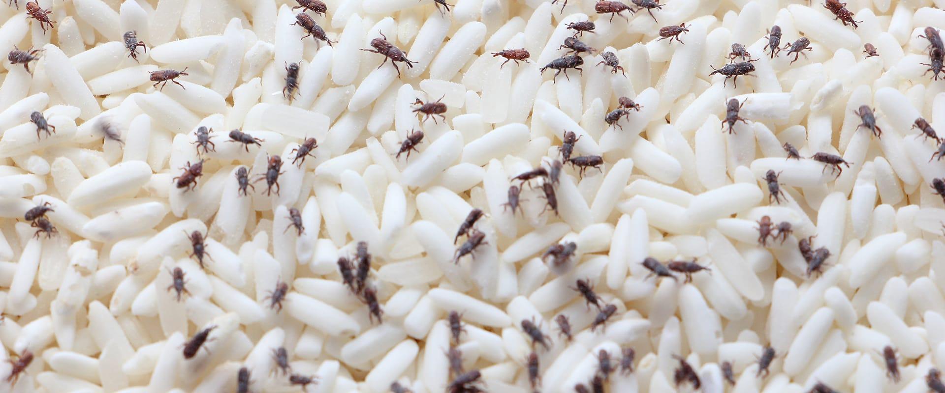 a rice weevil infestation inside of a home in aiken south carolina