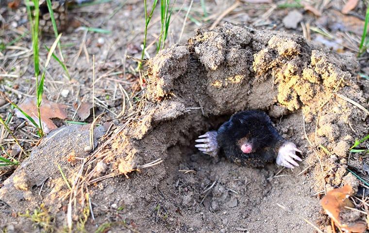 a mole in a dirt mound in aiken south carolina