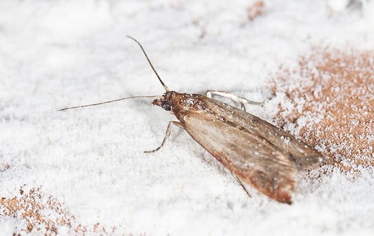 a moth inside of a home in gaston south carolina