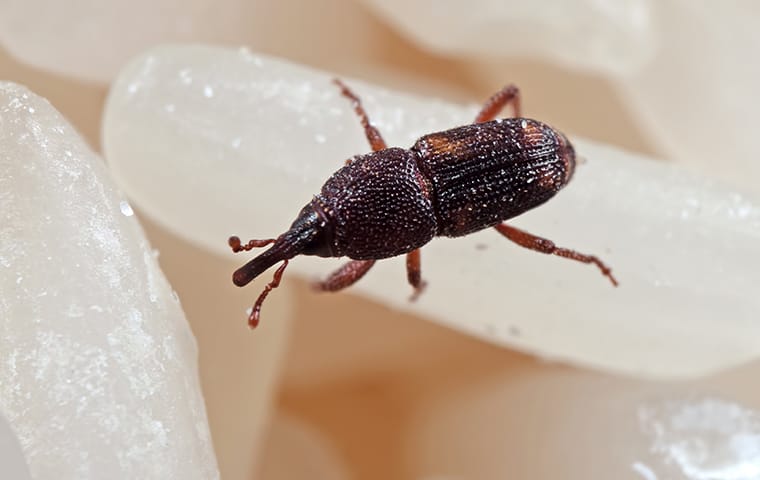 a weevil crawling on rice inside of a home in springdale south carolina