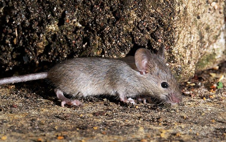 a mouse crawling outside of a home in swansea south carolina 