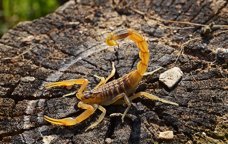 a scorpion on a tree stump outside of a home in wagener south carolina