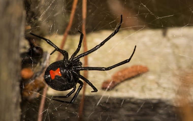 a black widow spider crawling on a web inside of a home in monetta south carolina