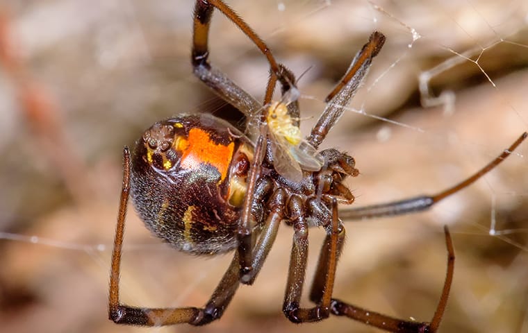 a brown widow spider outside of a home in columbia south carolina