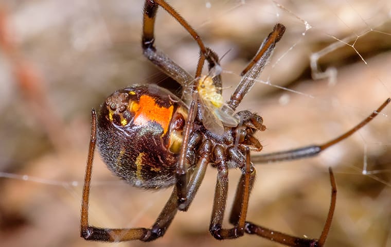 Spider Identification Prevention Spiders In Richland Sc Georgia