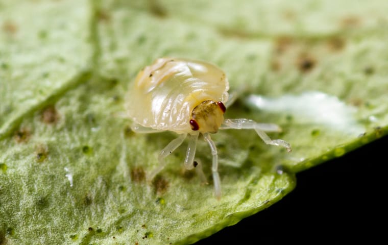 a spider mite crawling on a plant outside of a home in aiken south carolina