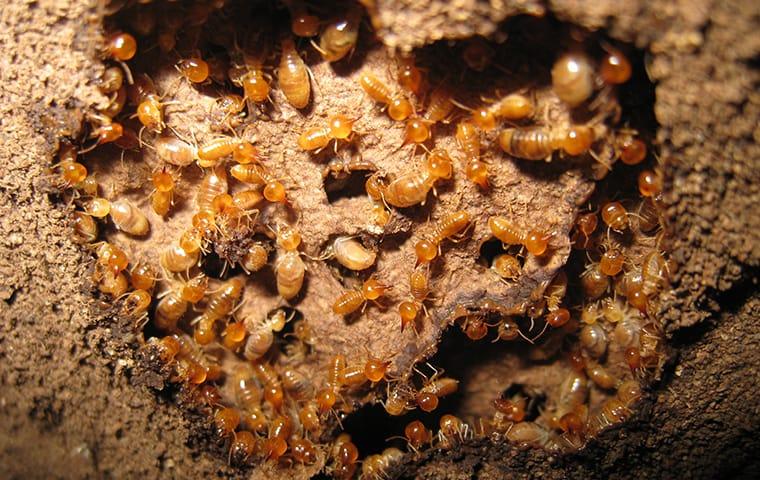 an infestation of termites inside of a tree stump outside of a home in north augusta south carolina