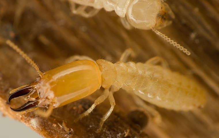 a termite inside of the structural wood of a home in aiken south carolina