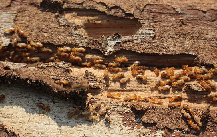 many termites crawling on damaged wood at a home in columbia south carolina