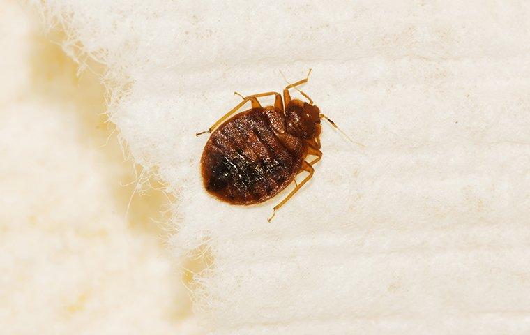 a bed bug on a mattress in a home