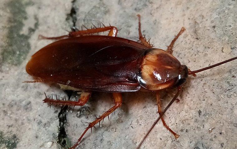 american cockroach on home foundation