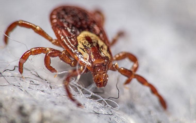 close up view of a dog tick on a dog