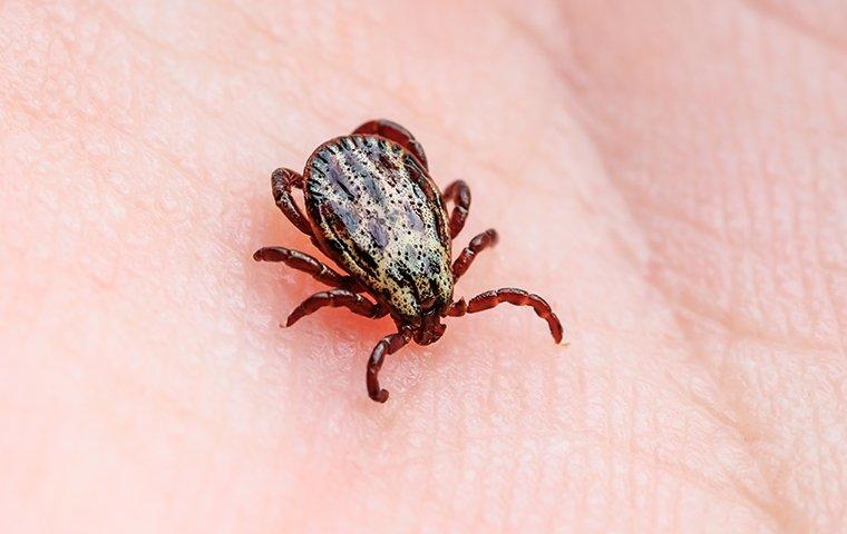 a dog tick in a hand