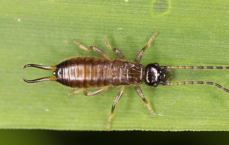 Blog The Truth About Earwigs In Kingston