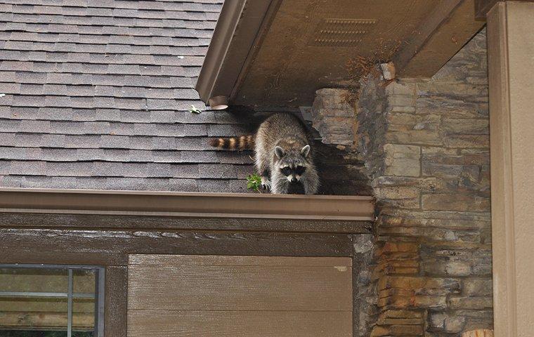 raccoon digging on roof