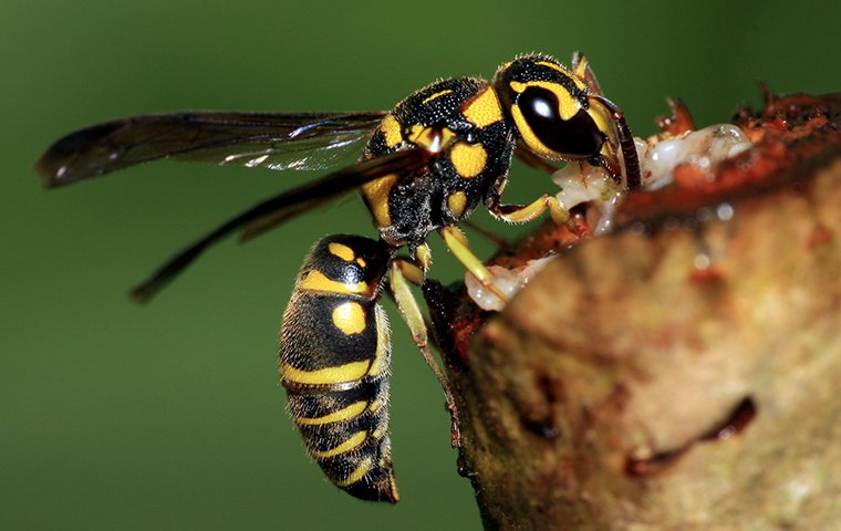 wasp crawling on branch