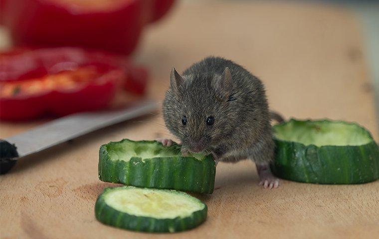 a house mouse eating veggies on a kitchen counter